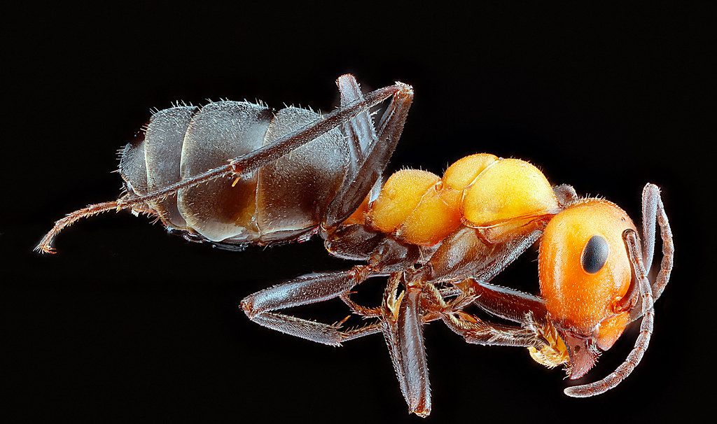Ant Control service in Sammamish, WA