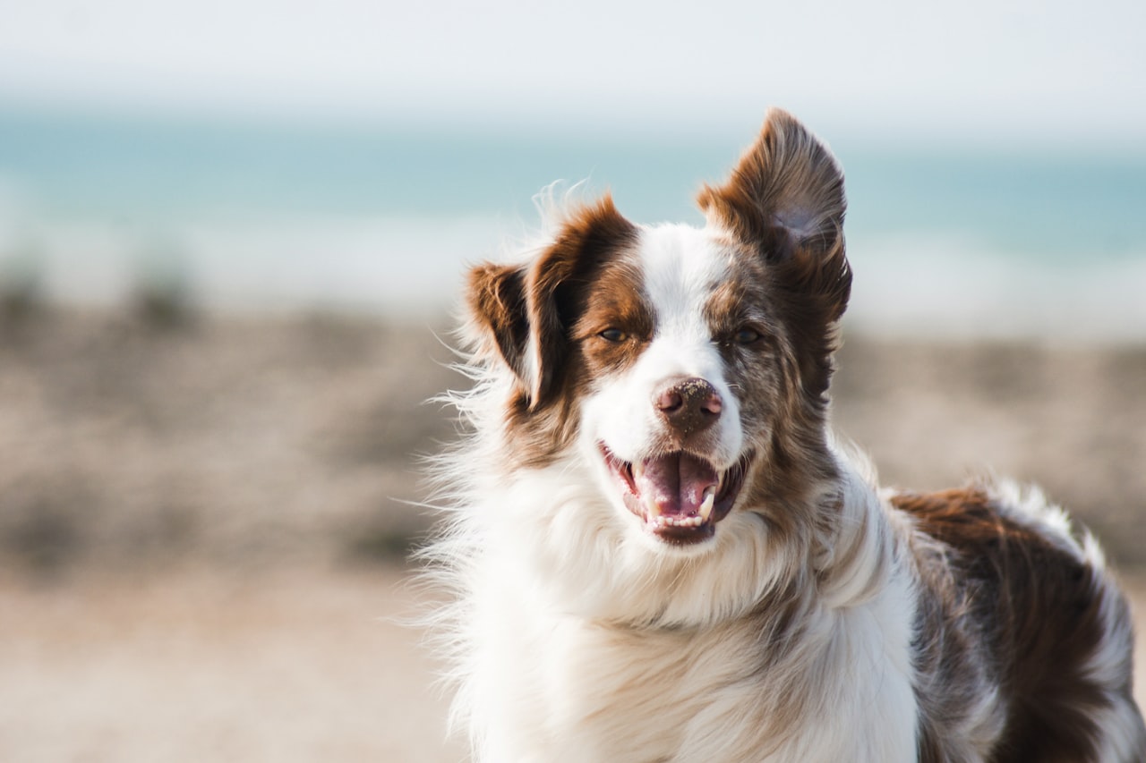 Flea & Tick Control service in Sammamish, WA