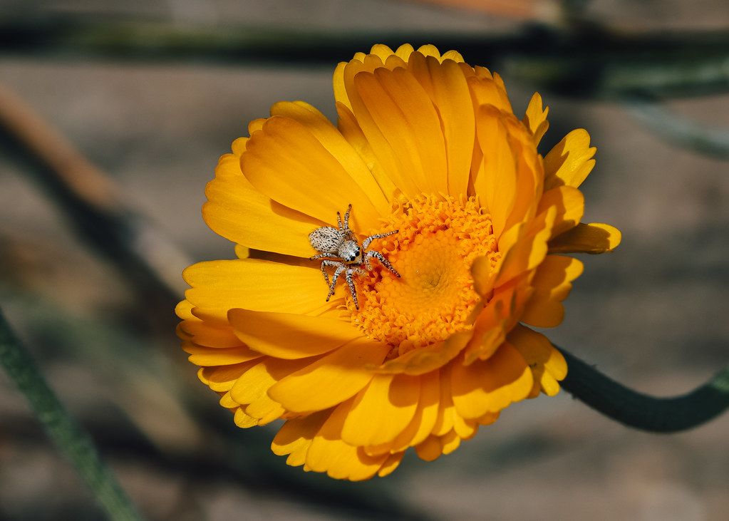 Spider Control service in Sammamish, WA